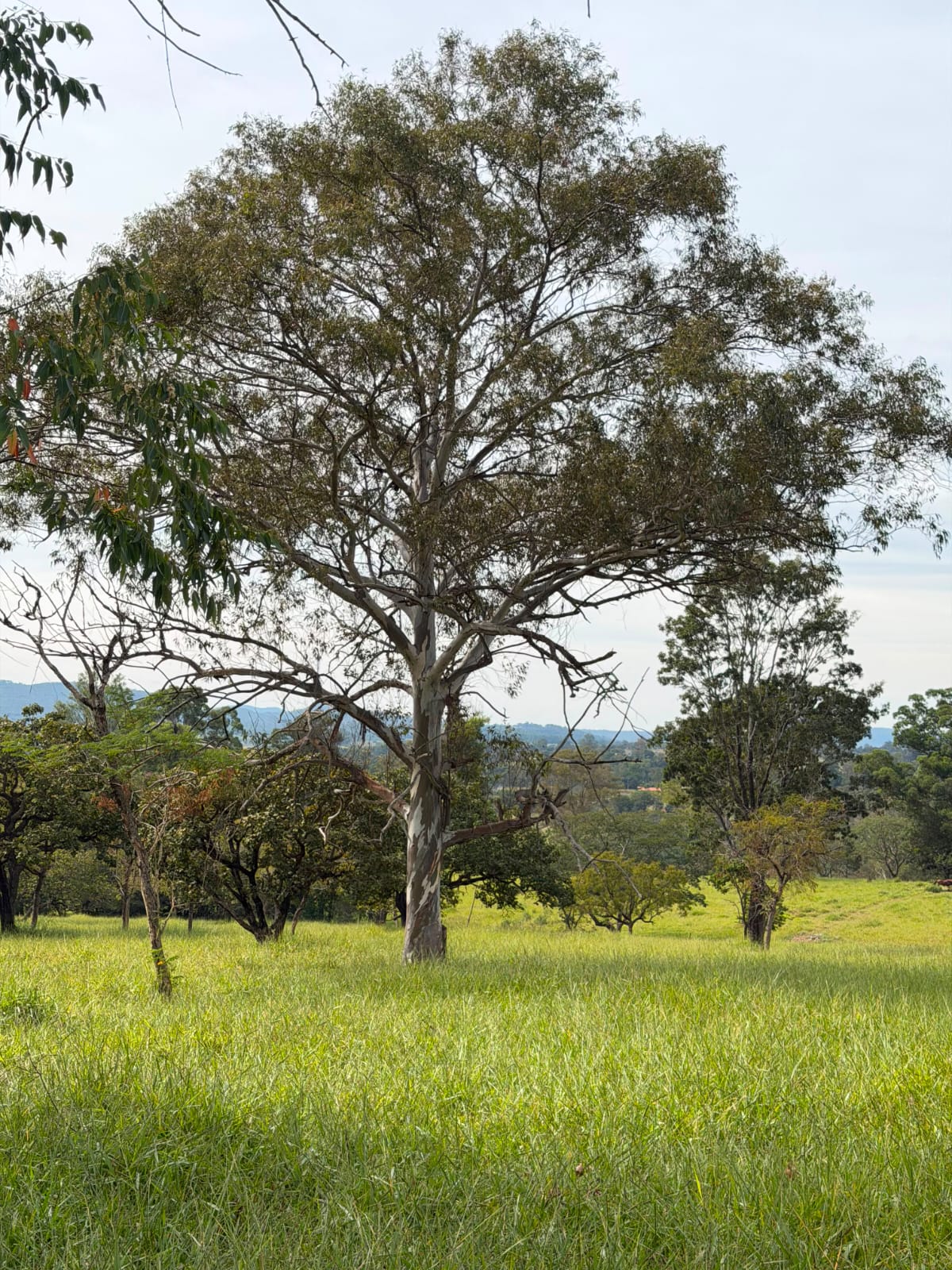 Fazendinhas Planícies da Serra — foto 7